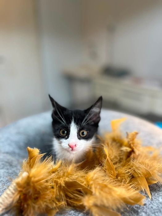 Kinga- mała kotka do adopcji