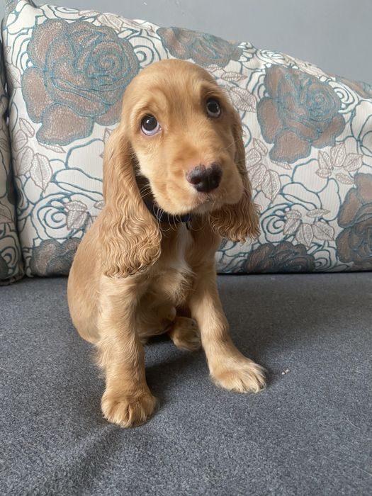 Англійський кокер спаніель