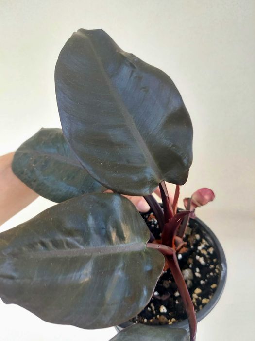 Planta Philodendron Black Cardinal