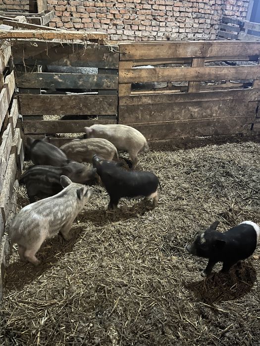 Продам свині кармал