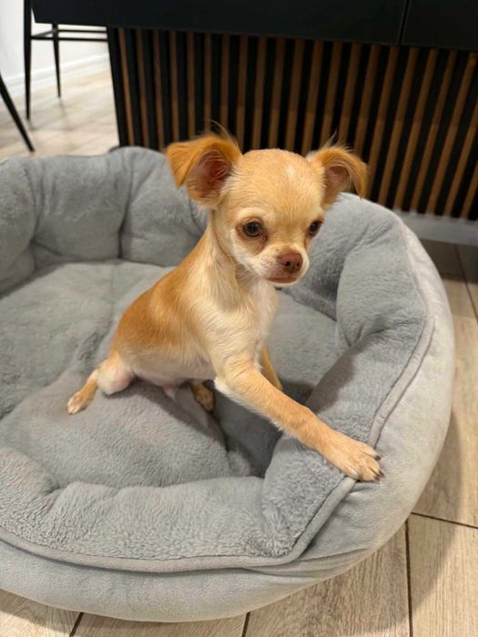 Piesek Chihuahua  długowłosy