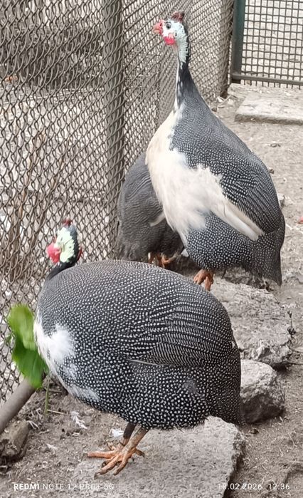 Цесарки, самці ...Цесарята!