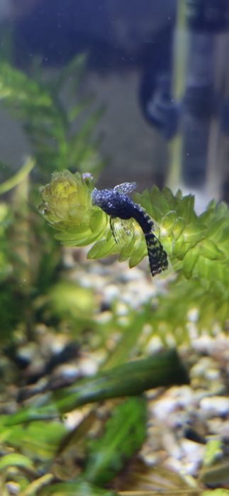 Krewetki blue velvet