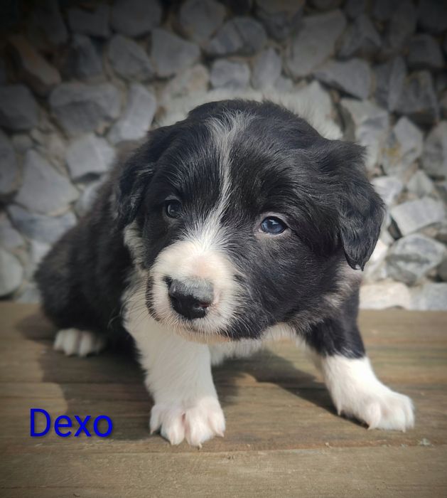 Border collie cudowny piesek przebadani rodzice