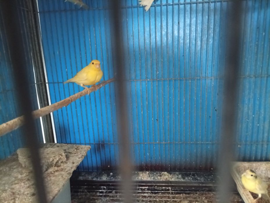 Canários amarelos