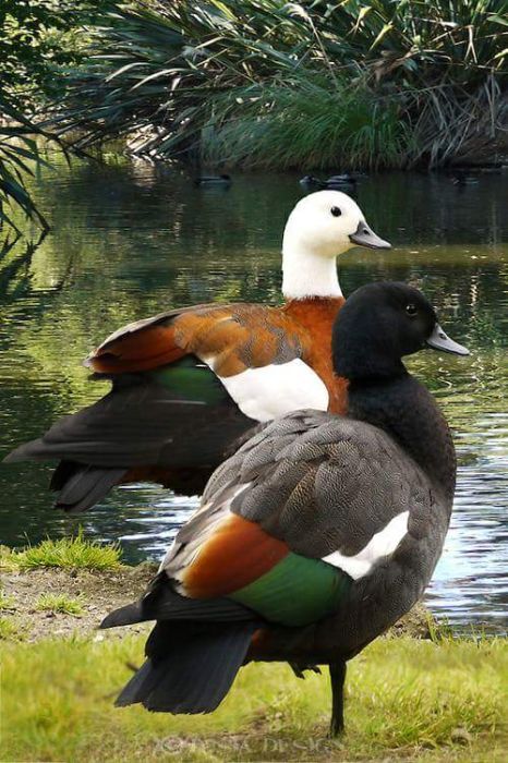 Casais de cisnes novos e adultos