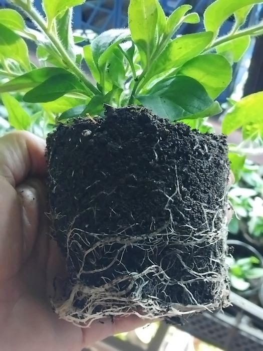 Тайдали,бланкет,віста