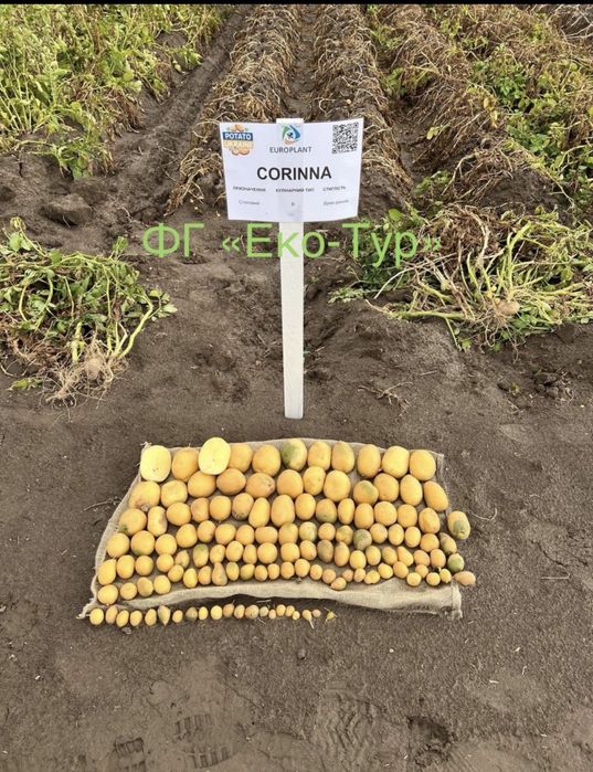 Картопля, насіння картоплі Мікадо, Беллароза, Корінна, Коразон, сорти