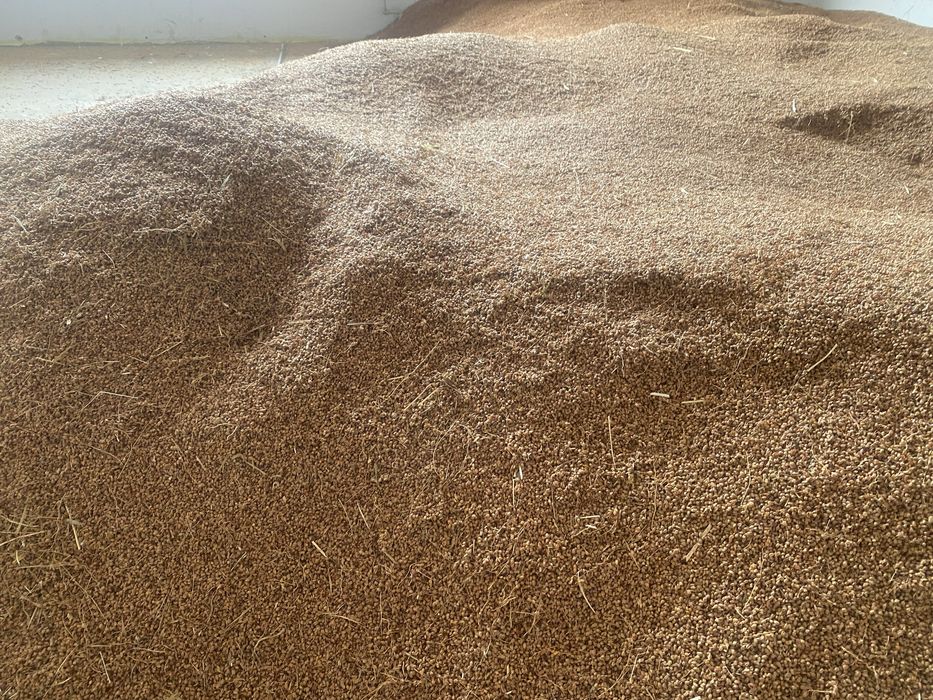 Зерно сорго 2025 року