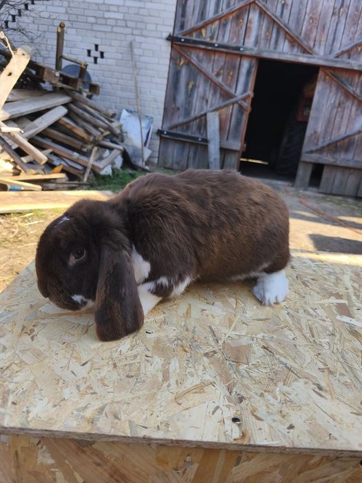 Baran francuski samiec