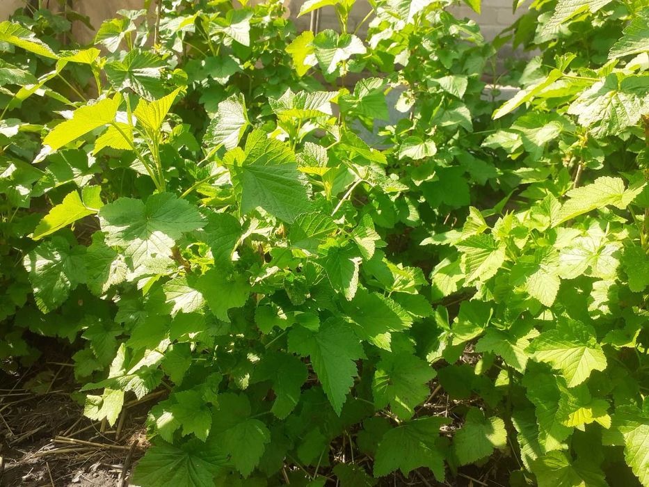 Продам саженцы  чёрной смородины