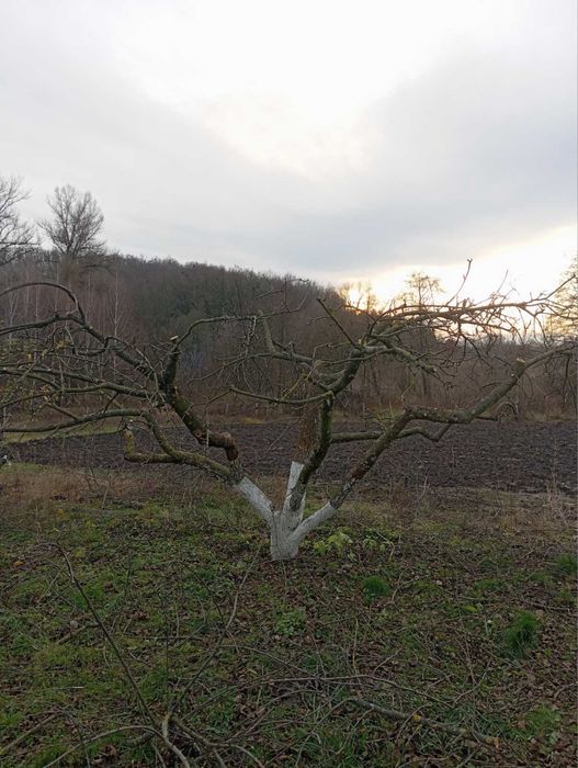 Надаю  послуги обрізки фруктових дерев