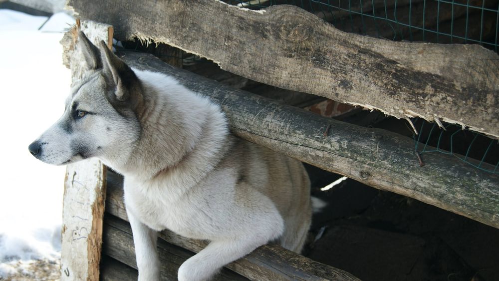Відам в добрі руки