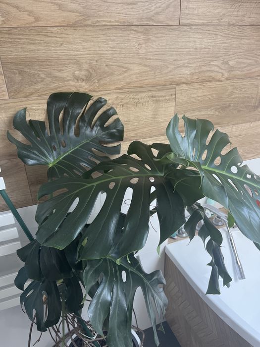 Monstera  kwiatek
