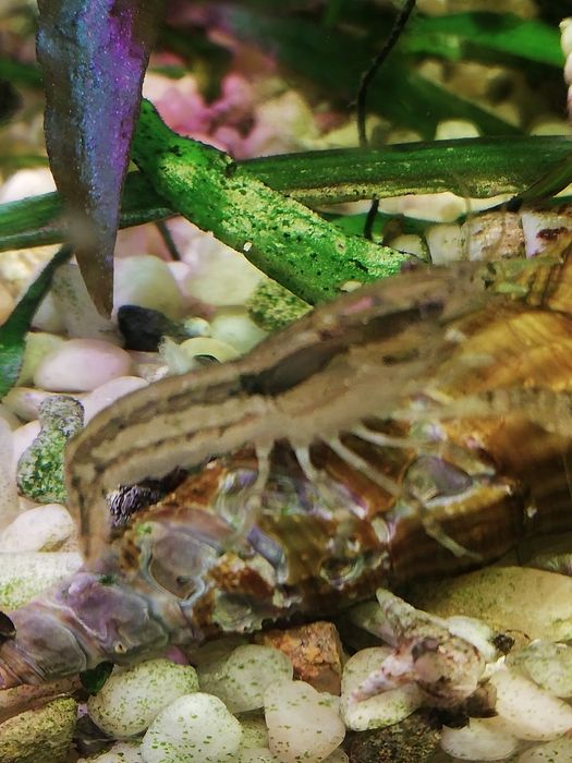 Mini raczki do akwarium