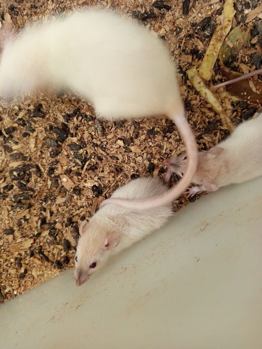 Продам крысы,мыши.