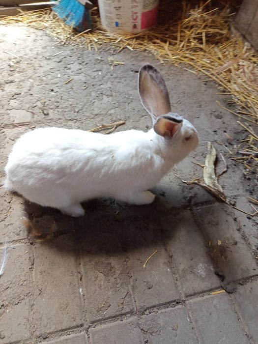 Sprzedam króliki