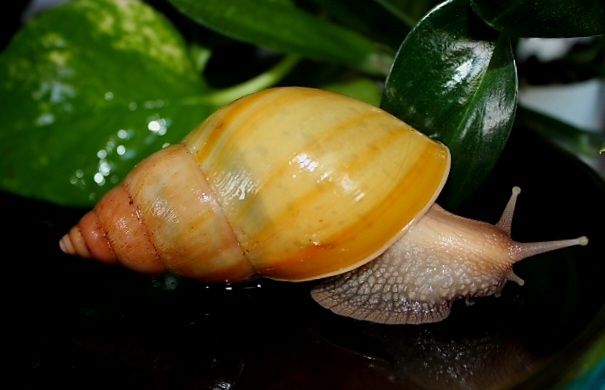 Lissachatina fulica rodatzi ślimak afrykański