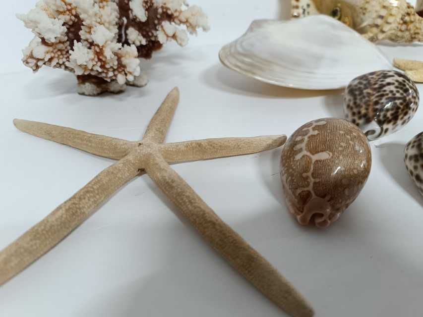 Lote Conchas e Corais