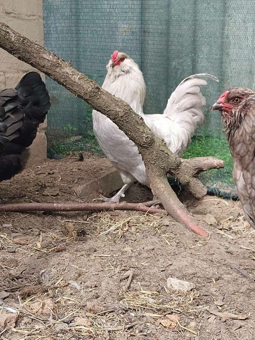 Продам инкубационные яйца Амераукана