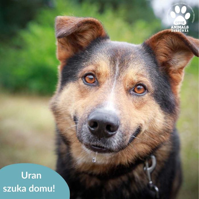 Uran szuka domu na stałe