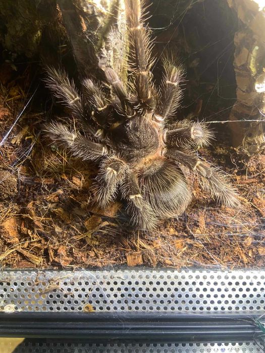 Samica Lasiodora parahybana 7cm DC