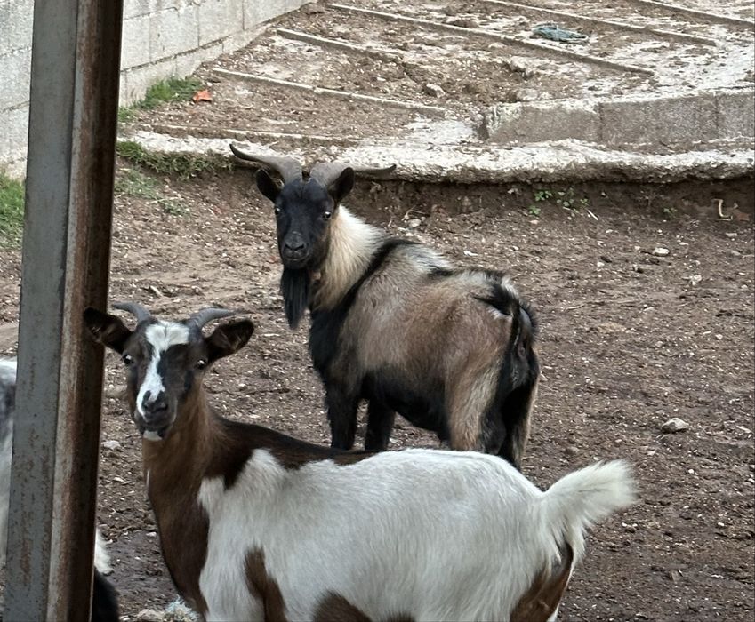 2 cabras da raça ana prenhas 1 chivo anão