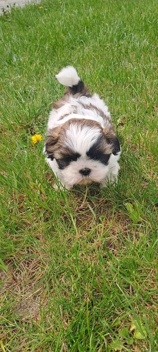 Wyjątkowe Szczeniaki Shih-tzu