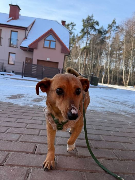 Mały Cynamon szuka domu!