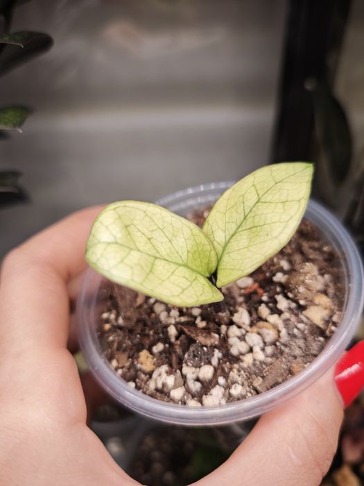 Zamioculcas Zenzi Akebono