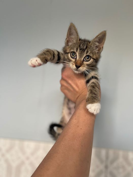 Отдам Котята котики котенок мальчик