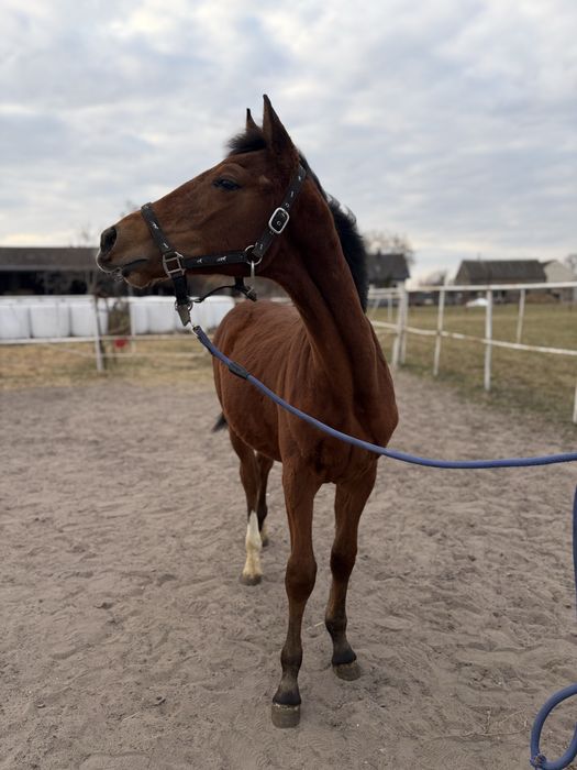Ogierek 2025 Vincento des Fortes (Calvaro Z) x Klasyk (Elmero Ramiro Z