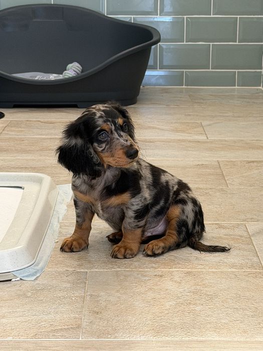 Teckel Black Merle Pelo comprido