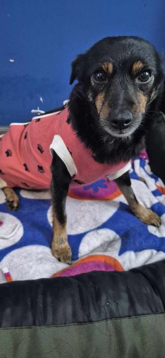 Mała suczka około 3 lata