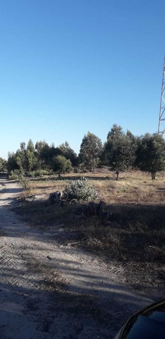 Quinta 32 hectares  Beira Baixa