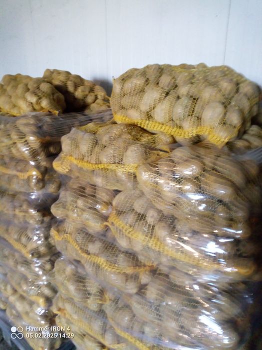 Ziemniaki 30-50 otolia, Soraya. Wielkość sadzeniaka.