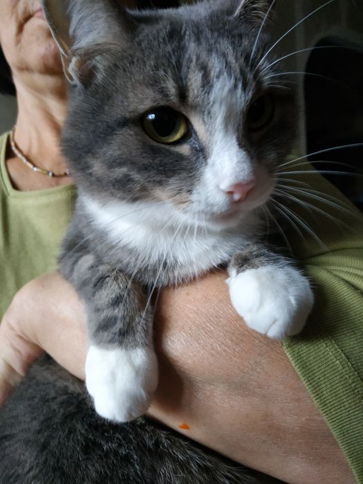 Кошечка шукає люблячу родиру