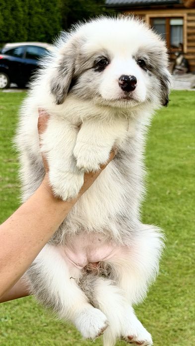 FCI Border Collie