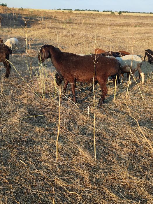 Продам курдючного барана