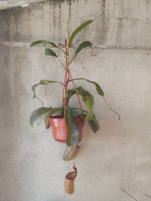 Planta carnívora (Nepenthes)