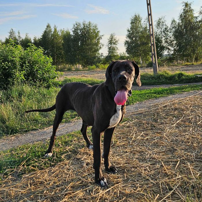 Dog niemiecki Prima 11mies suka adopcja