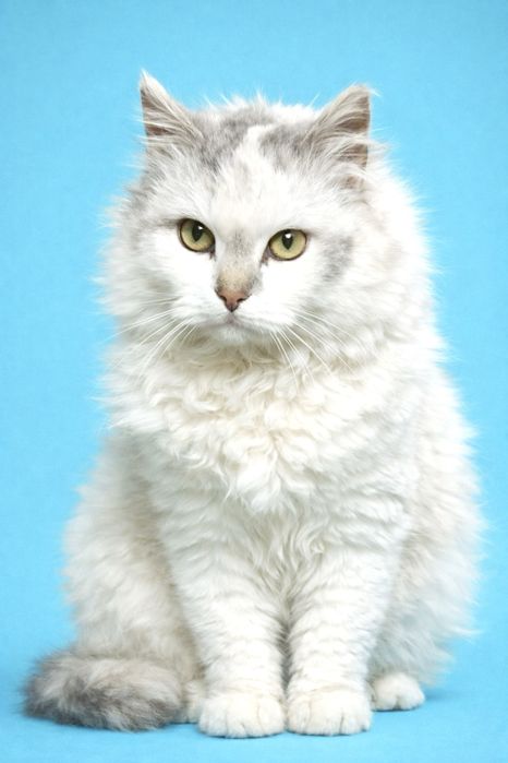 Красивая пушистая почти белая кошечка 1г3мес кішечка біла кішка