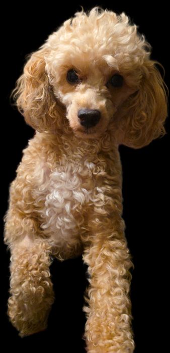 Do sprzedania  2 suczki pudelek toy