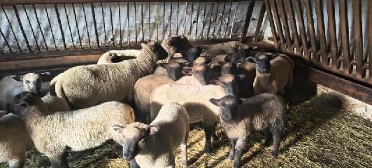 Młode jagnięta na sprzedaż