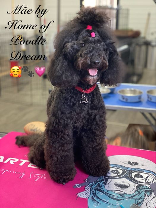 Lindo puppy de Caniche/Poodle medio procura novo dono!!!