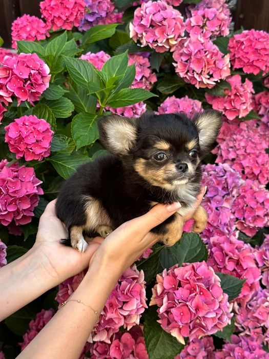 Cudowny chlopiec Chihuahua  dlugowlosy