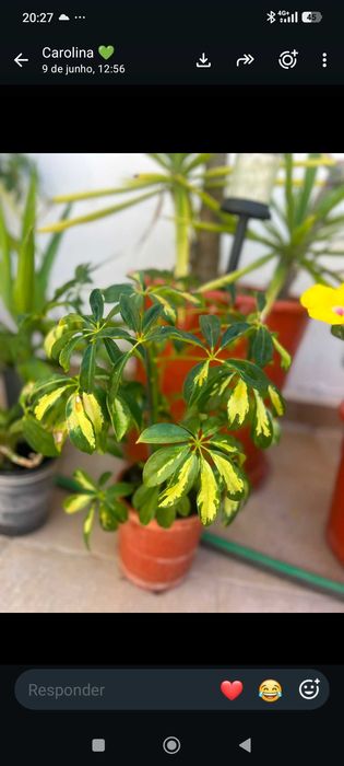 Plantas diversas