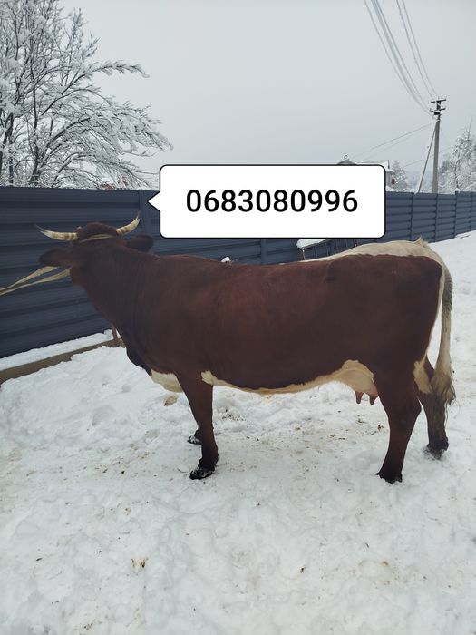 Продам корову після телятка молочну пануся