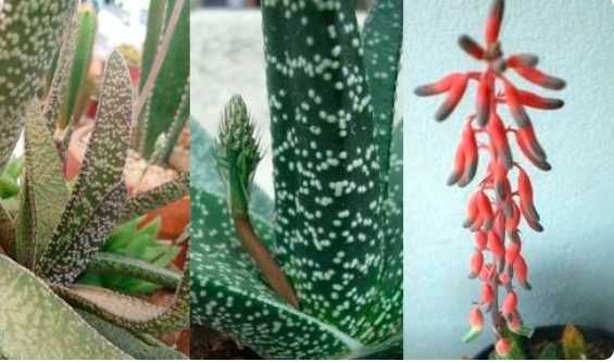 Sukulent Kwiat doniczkowy Gasteria Carinata