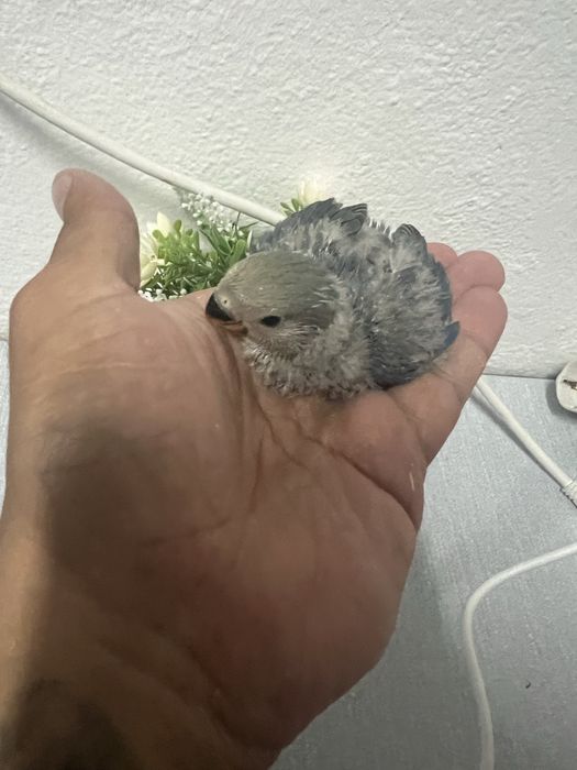 Bebes de agapornis